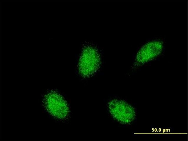 ANTI-RXRA antibody produced in mouse