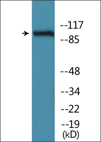 Anti-phospho-CBL (pTyr<sup>674</sup>) antibody produced in rabbit
