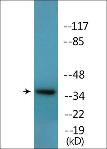 Anti-phospho-CREB (pThr<sup>100</sup>) antibody produced in rabbit