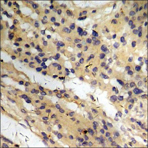 Anti-phospho-CD136/RON (pSer<sup>1394</sup>) antibody produced in rabbit