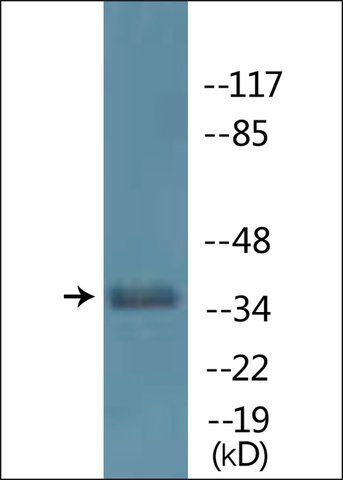 Anti-phospho-Cyclin H (pThr<sup>315</sup>) antibody produced in rabbit