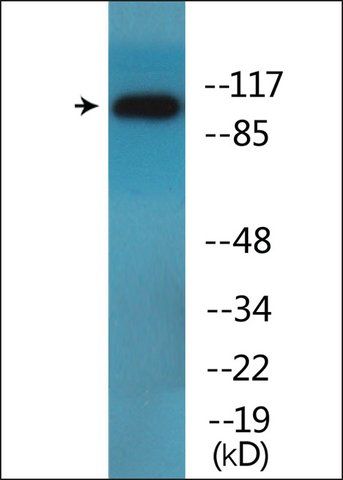 Anti-phospho-DDR1 (pTyr<sup>513</sup>) antibody produced in rabbit