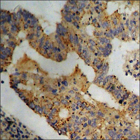 Anti-phospho-eIF4B (pSer<sup>422</sup>) antibody produced in rabbit