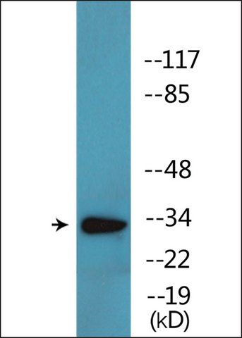 Anti-phospho-CDK2 (pThr<sup>160</sup>) antibody produced in rabbit