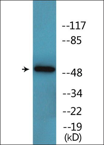 Anti-phospho-GATA2 (pSer<sup>401</sup>) antibody produced in rabbit