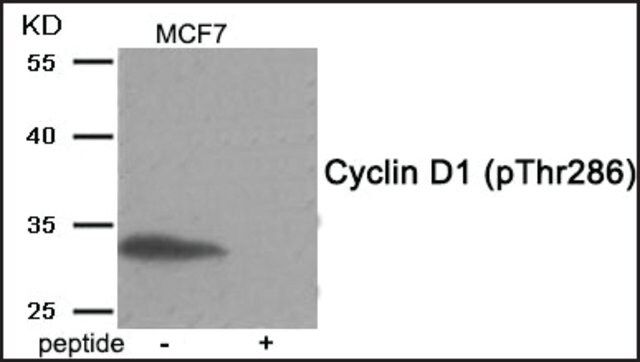 Anti-phospho-Cyclin D1 (pThr<sup>286</sup>) antibody produced in rabbit