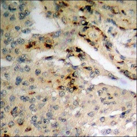 Anti-phospho-CHOP (pSer<sup>30</sup>) antibody produced in rabbit
