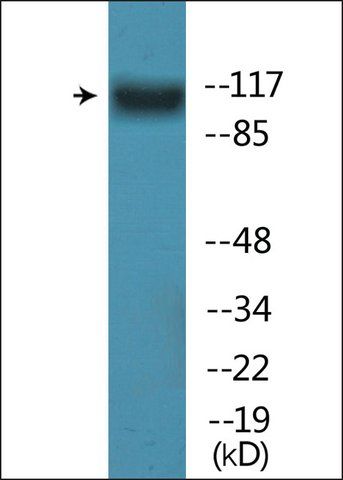Anti-phospho-FLT3 (pTyr<sup>842</sup>) antibody produced in rabbit