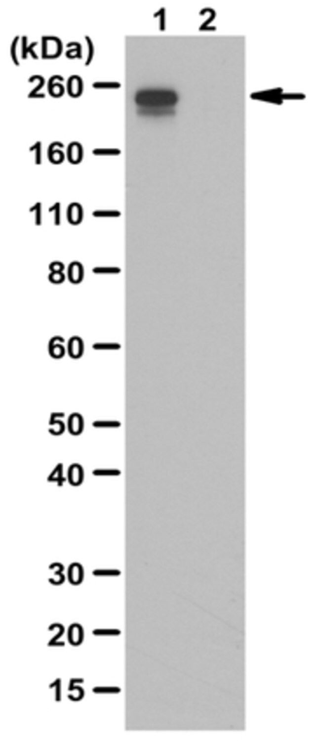 Anti-phospho-DNA-dependent RNA Pol II, subunit B1 (Ser2/5) Antibody