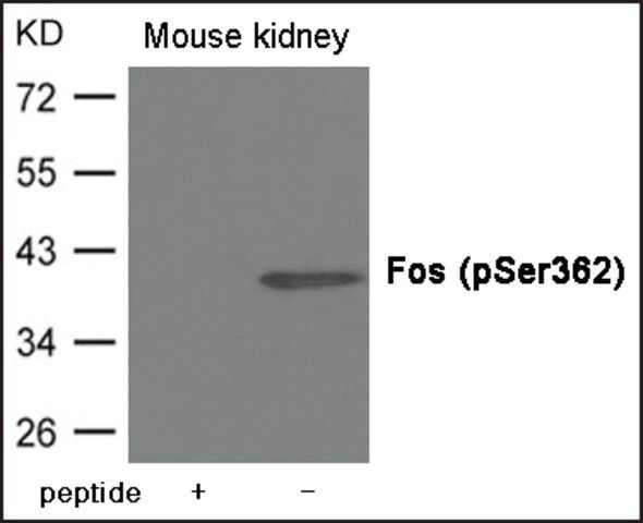 Anti-phospho-Fos (pSer<sup>362</sup>) antibody produced in rabbit