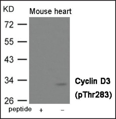 Anti-phospho-Cyclin D3 (pThr<sup>283</sup>) antibody produced in rabbit