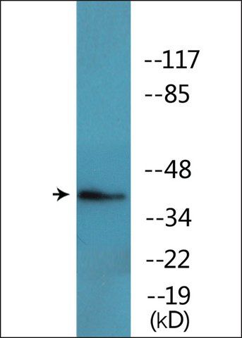Anti-phospho-FOS (pThr<sup>232</sup>) antibody produced in rabbit