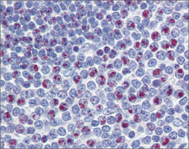 Anti-FOXM1 (ab1) antibody produced in rabbit