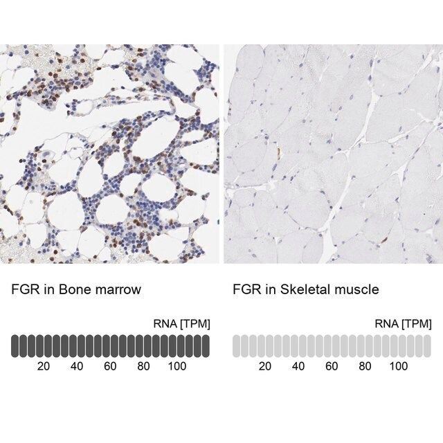 Anti-FGR antibody produced in rabbit
