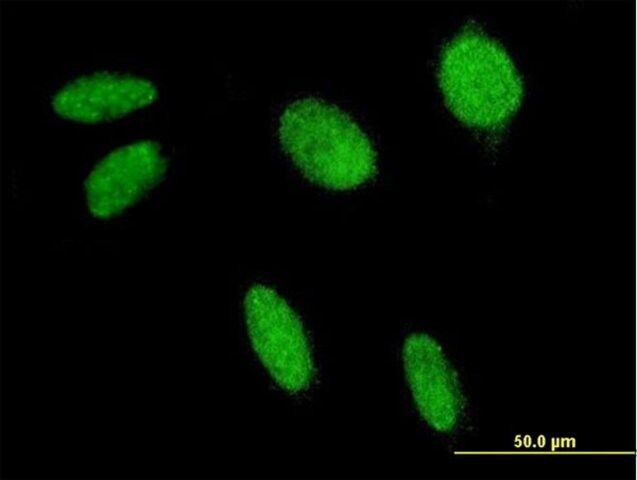 ANTI-FLI1 antibody produced in mouse