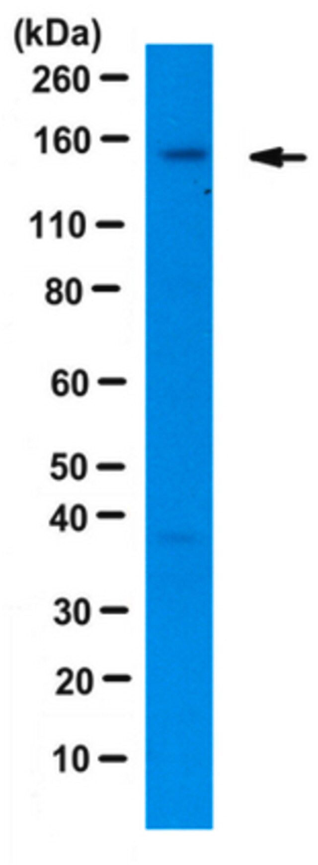 Anti-Flightless-1 homolog Antibody