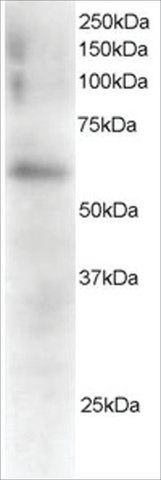 Anti-FGR antibody produced in goat