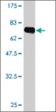 ANTI-FLI1 antibody produced in mouse
