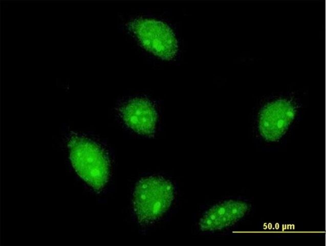 ANTI-FLI1 antibody produced in mouse