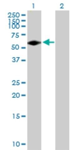 ANTI-FGR antibody produced in mouse
