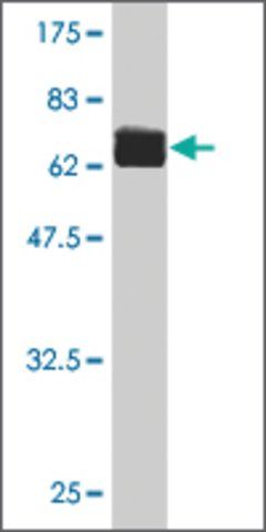 ANTI-FLI1 antibody produced in mouse