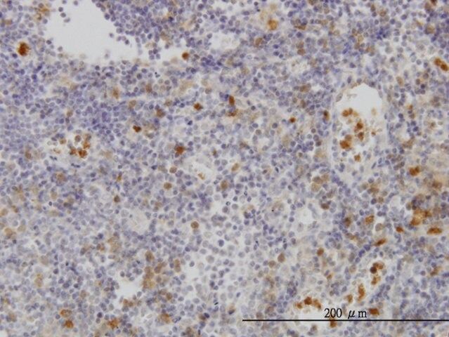 ANTI-FGR antibody produced in mouse