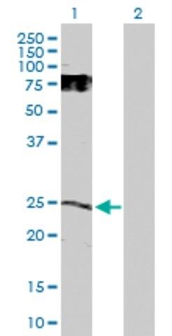 Anti-GDNF antibody produced in rabbit