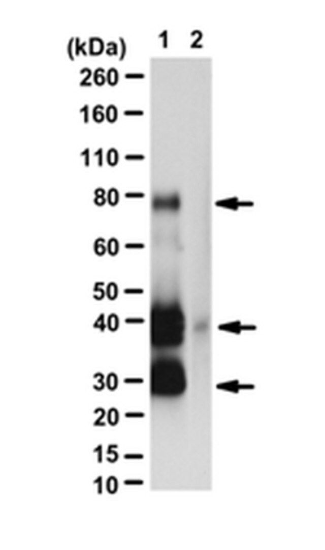 Anti-GAL4 Antibody (activation domain)