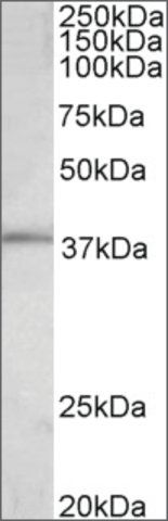 Anti-FOS antibody produced in goat