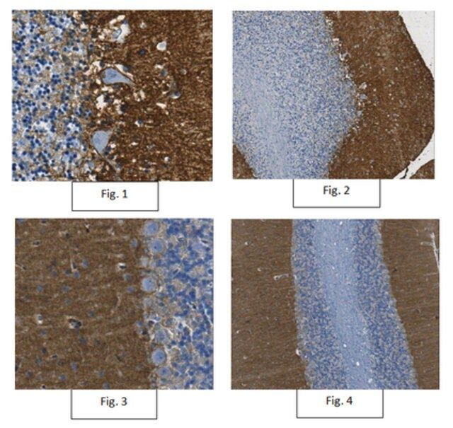 Anti-GLAST Antibody, clone 8C11.1