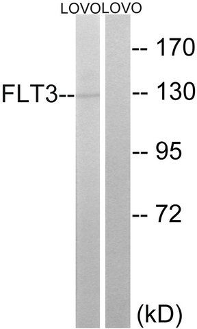 Anti-FLT3 antibody produced in rabbit