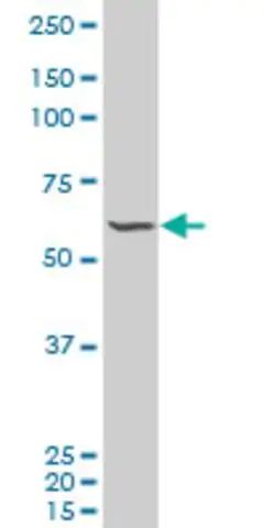 ANTI-FLI1 antibody produced in mouse