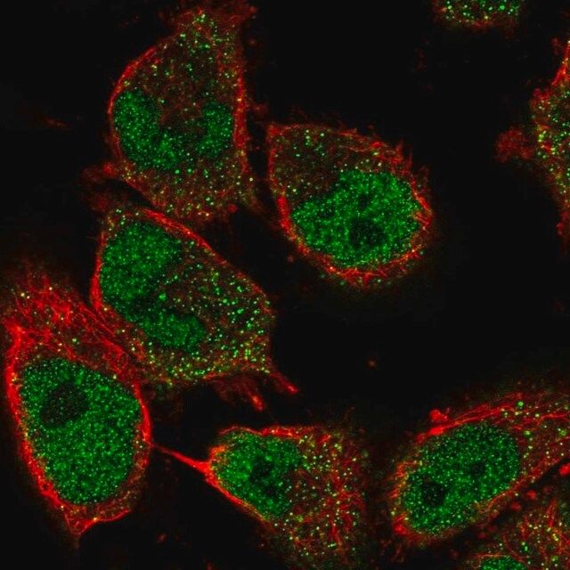 Anti-GDNF antibody produced in rabbit