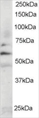 Anti-FYN antibody produced in goat
