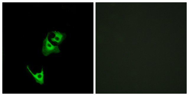 Anti-GLP1R antibody produced in rabbit