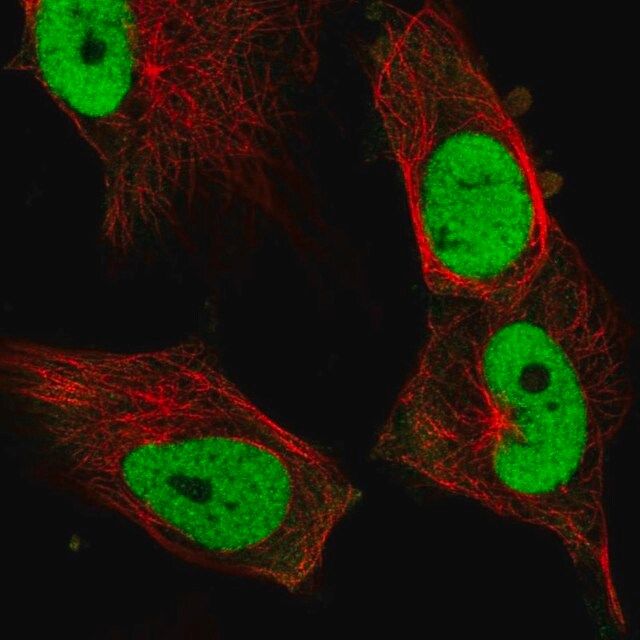 Anti-FOSL1 antibody produced in rabbit