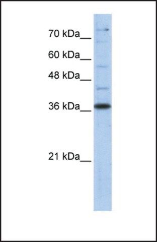 Anti-GAPDH antibody produced in rabbit