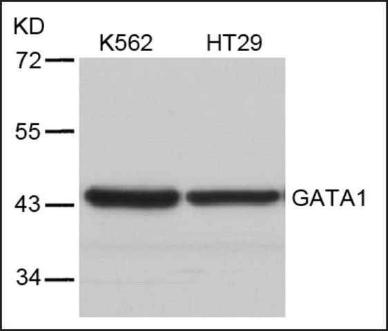 Anti-GATA1 (Ab-310) antibody produced in rabbit