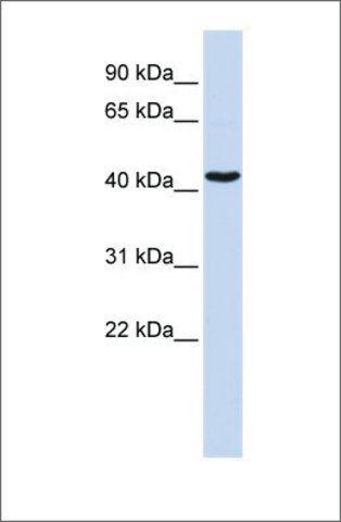 Anti-GATA1 antibody produced in rabbit