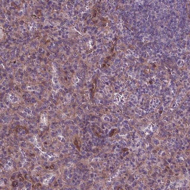 Anti-FLT4 antibody produced in rabbit
