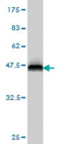 ANTI-FOSL2 antibody produced in mouse