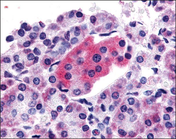 Anti-GLP1R antibody produced in rabbit
