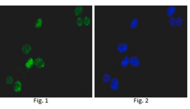 Anti-GATA1 Antibody, clone 4F5
