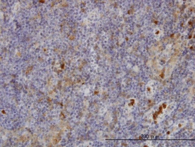 ANTI-FGR antibody produced in mouse