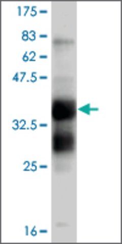 ANTI-FGFR1 antibody produced in mouse
