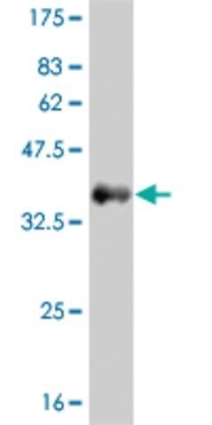 ANTI-FGFR1 antibody produced in mouse
