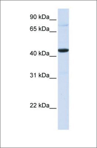 Anti-FOS (ab1) antibody produced in rabbit