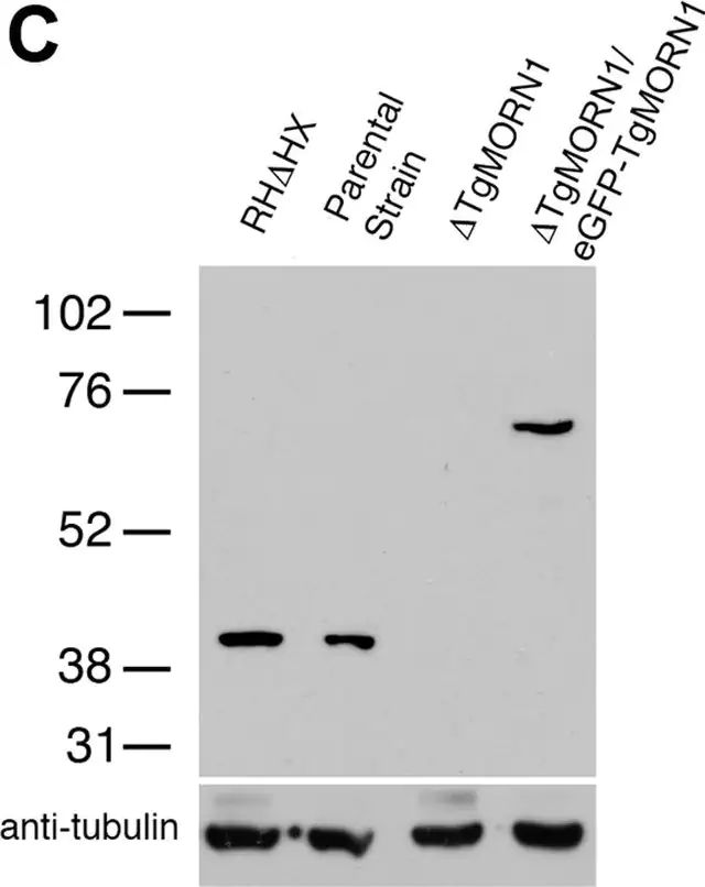 Anti-α-Tubulin antibody, Mouse monoclonal
