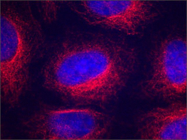 Anti-α-Tubulin antibody, Mouse monoclonal
