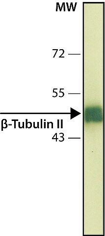 Anti-β-Tubulin II antibody, Mouse monoclonal